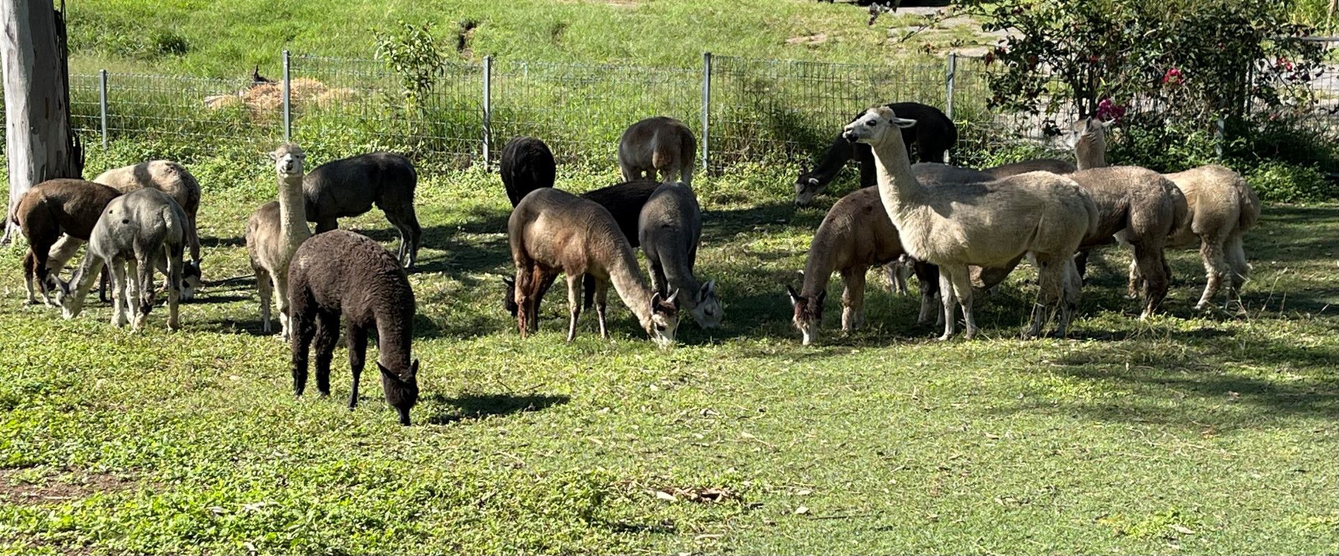 A flock of sheep grazing in a green field with trees in the background