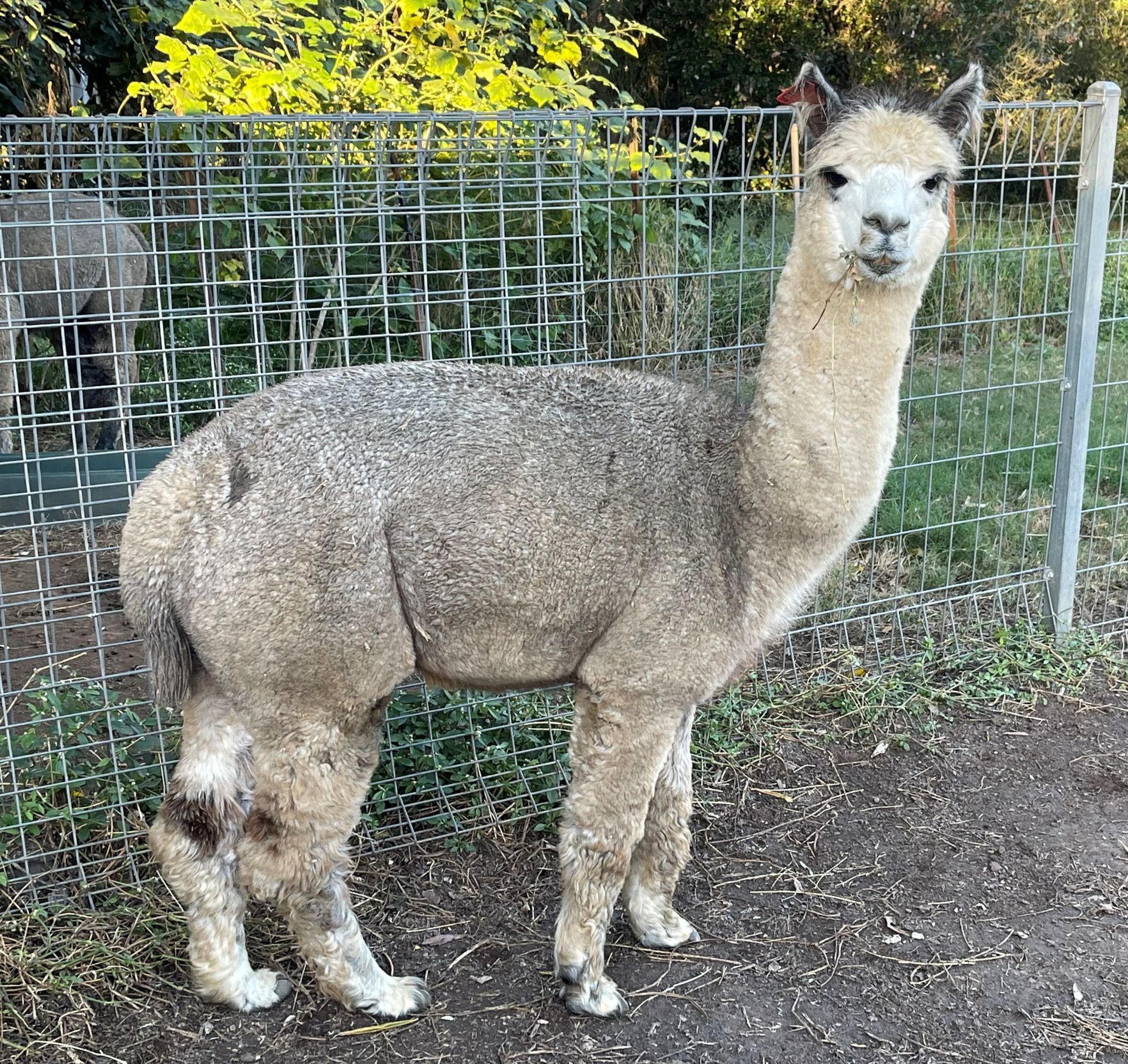 A gray alpaca standing by a wire fence outdoors
