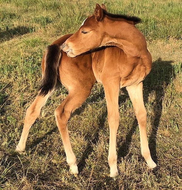 A light brown foal standing in a grassy field, turning its head to groom its back — Acacia Veterinary Surgery in Yeppoon, QLD