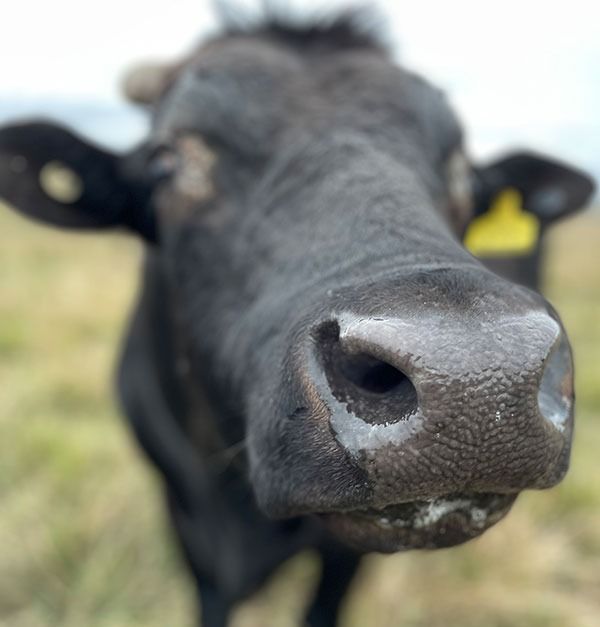 Close-up of a Black Cow Looking at the Camera — Acacia Veterinary Surgery in Yeppoon, QLD