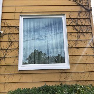 White-framed window on a yellow house wall, with vines and shrubs below.