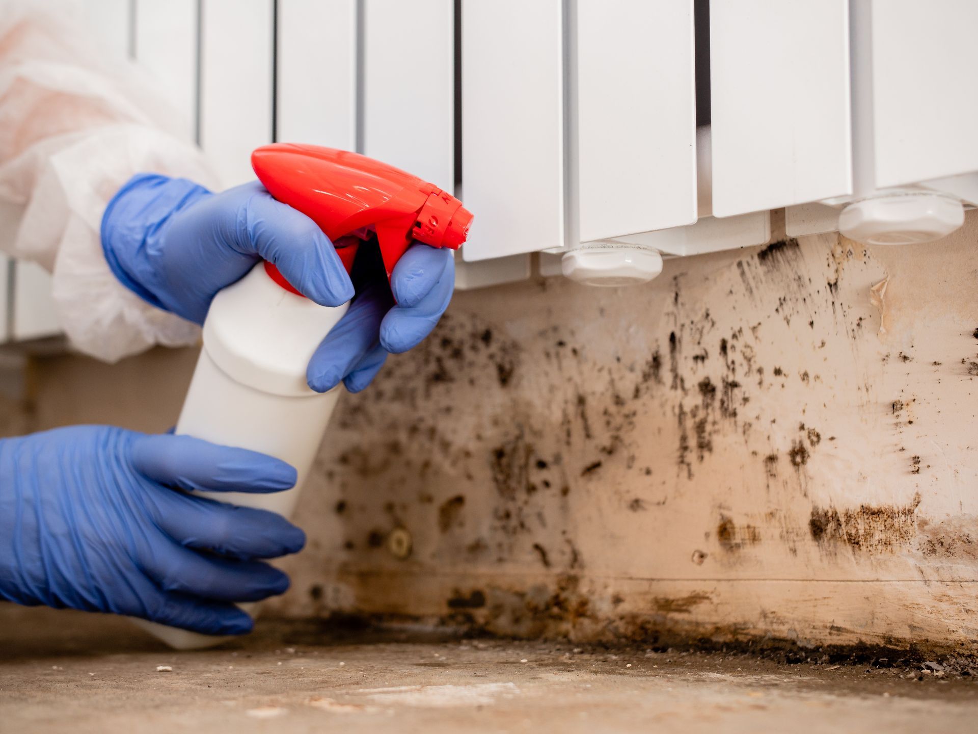Mold Removal