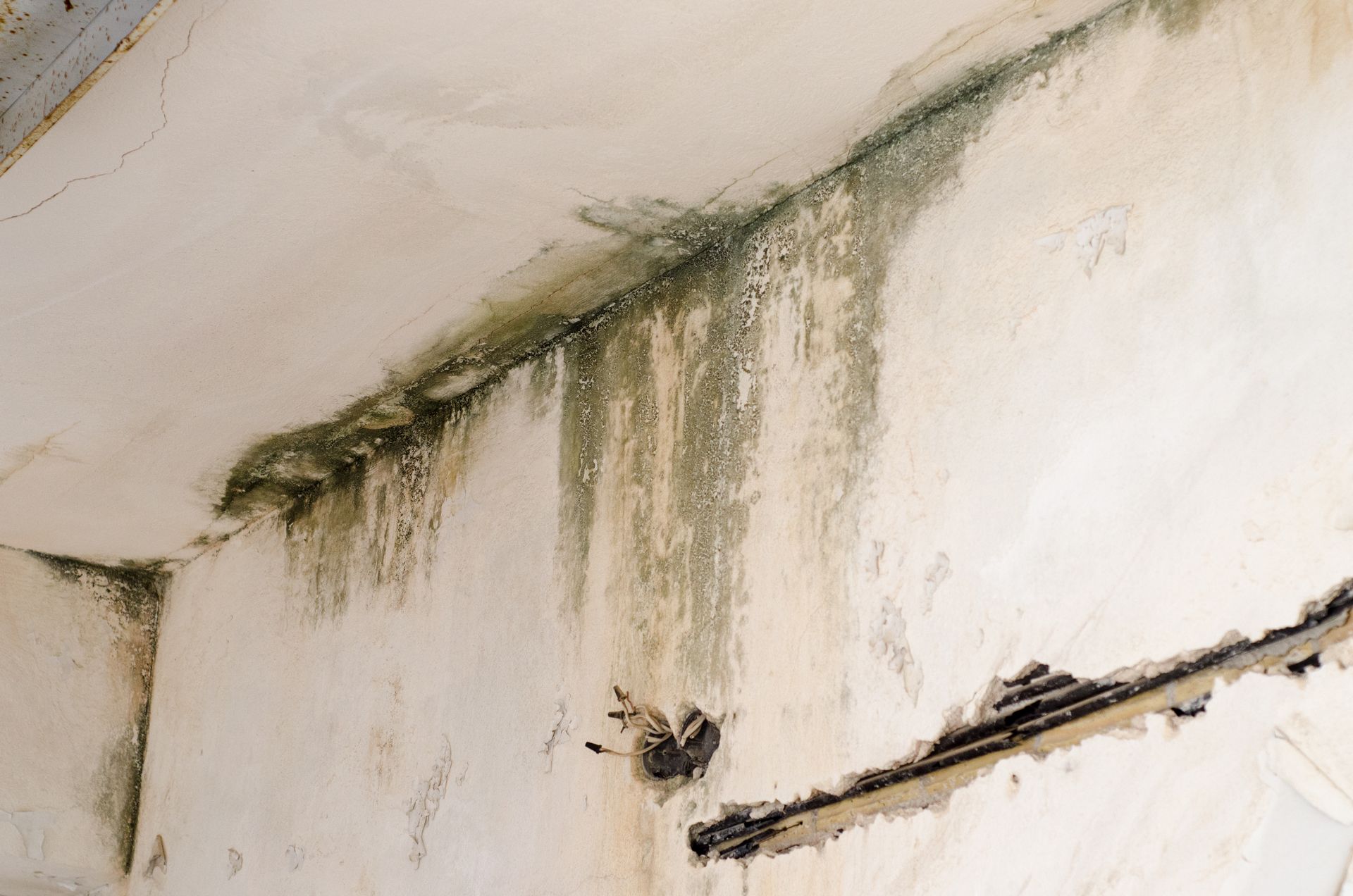 Mold Restoration