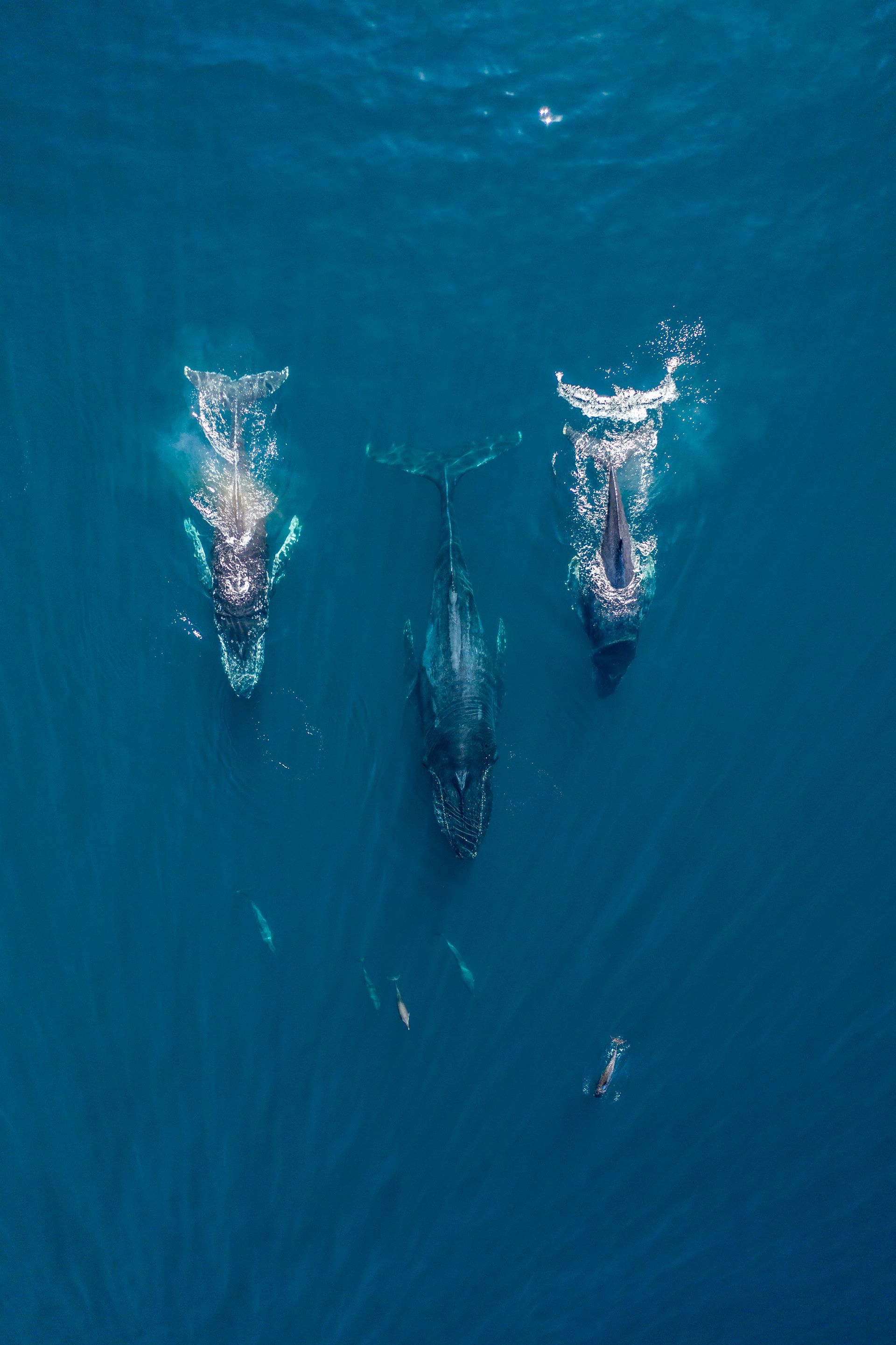 Tres ballenas nadando en un océano azul profundo, una en el medio mostrando su cola, vista aérea.