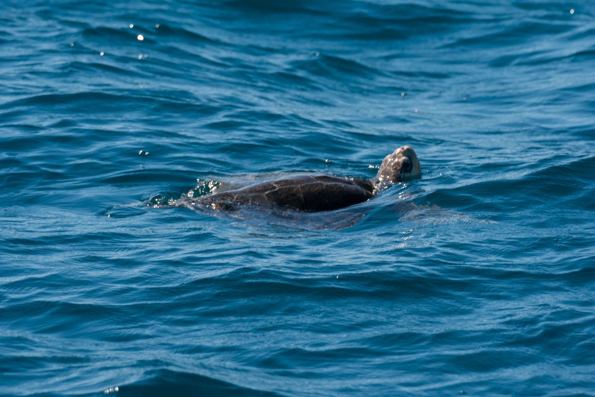 Tortuga marina nada en el océano azul.