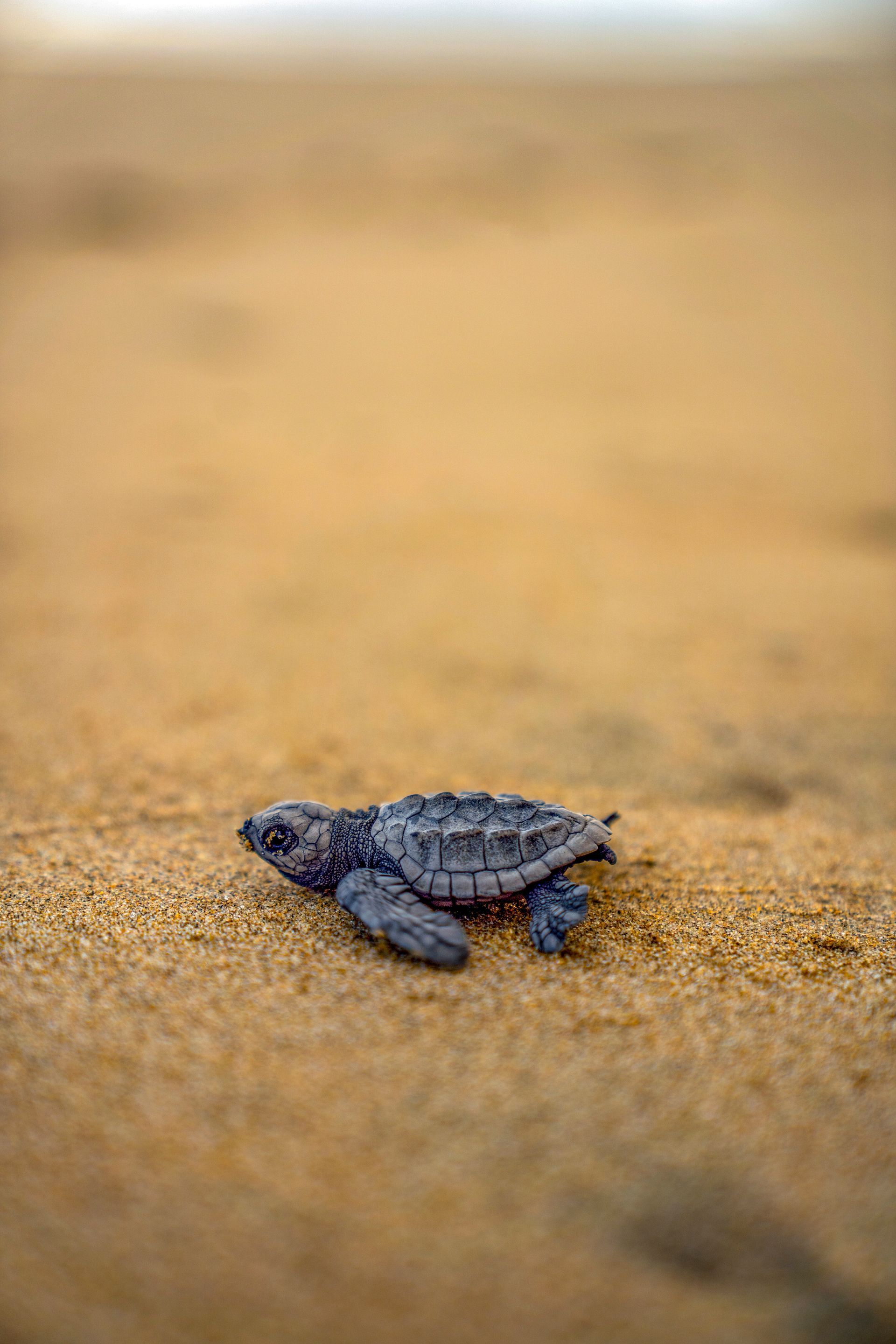 Una pequeña cría de tortuga marina arrastrándose por una playa de arena hacia el océano.