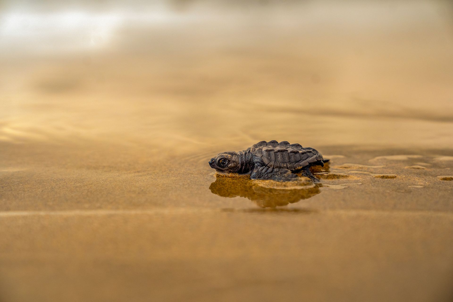 Tortuga marina bebé arrastrándose sobre arena mojada, reflejada en aguas poco profundas.