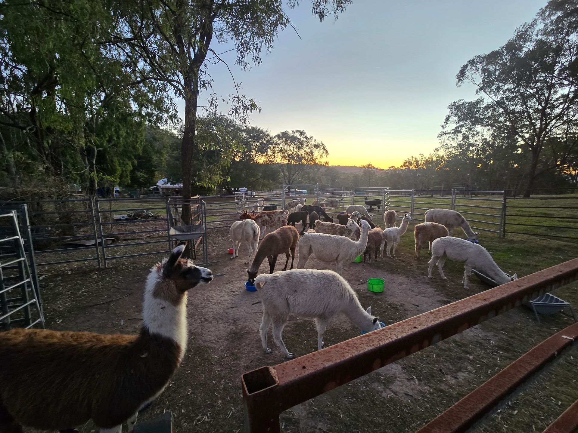llama encounter