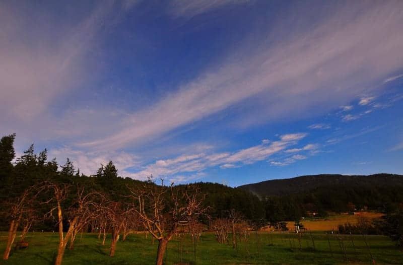 A field with trees and mountains in the background and a blue sky with clouds