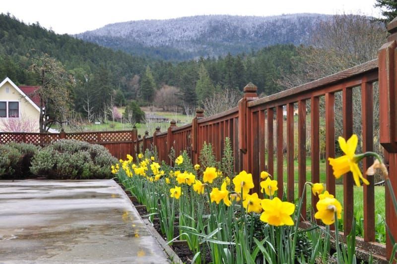 A wooden fence with yellow flowers in front of it