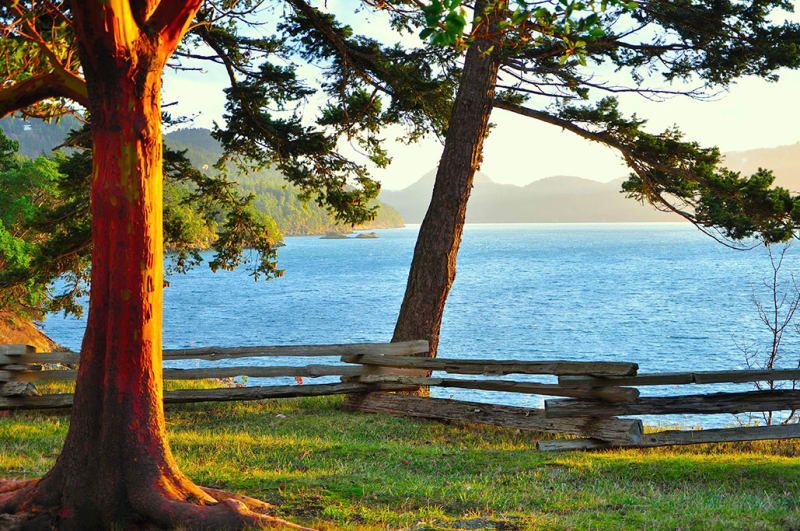 A tree stands in front of a wooden fence overlooking a lake.