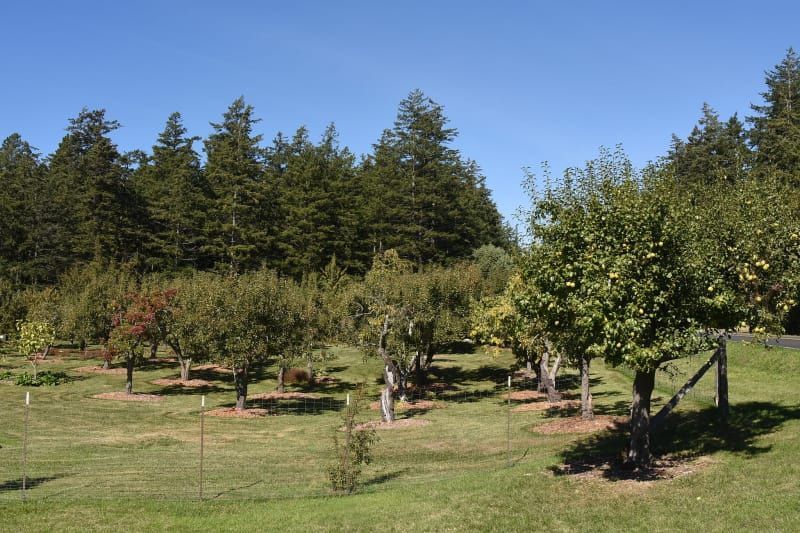 A lush green field with trees in the background