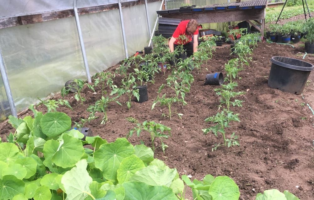 A person is planting plants in a greenhouse.