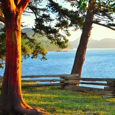 A wooden fence with a tree in the foreground and a body of water in the background