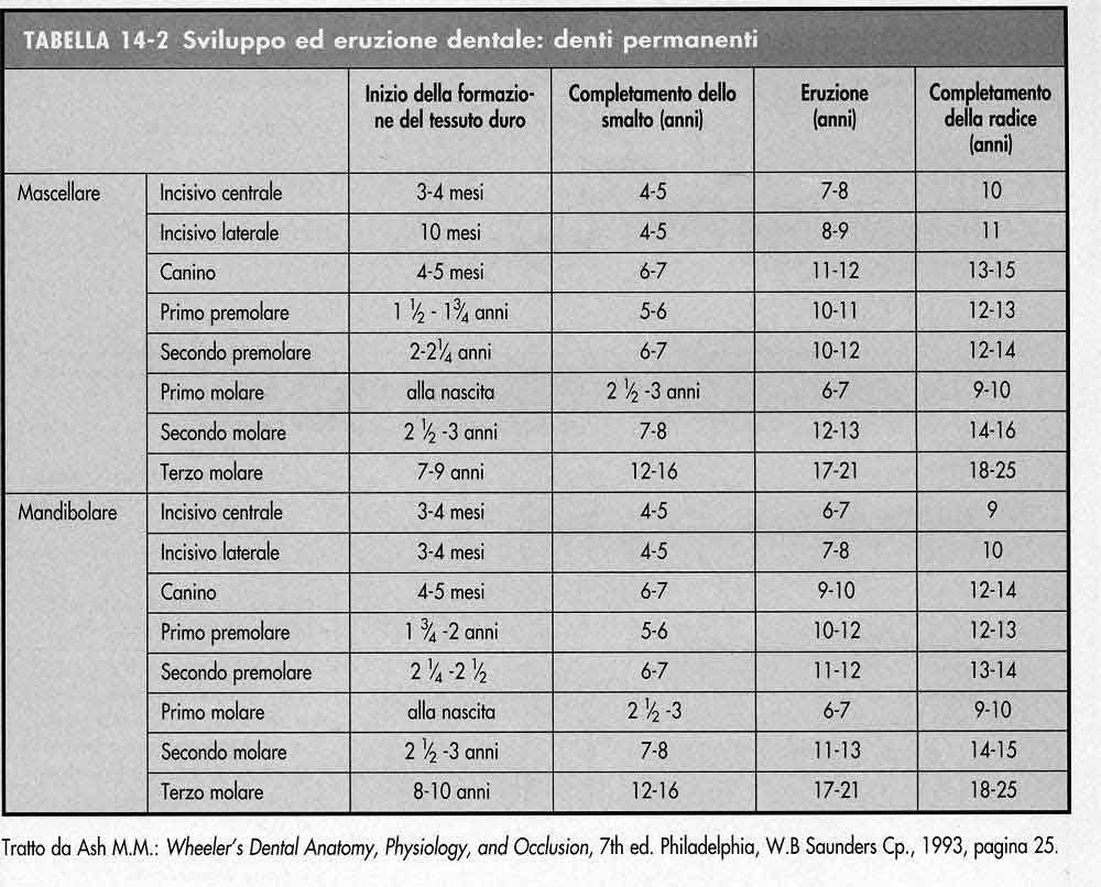 Tabella italiana dell'eruzione dentale con indicazione delle età di comparsa dei denti decidui e permanenti.
