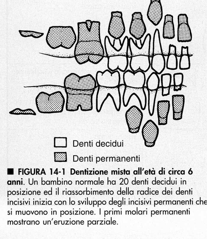 Schema dei denti permanenti e decidui dei bambini, con didascalie in italiano, che mostra la sequenza di eruzione.