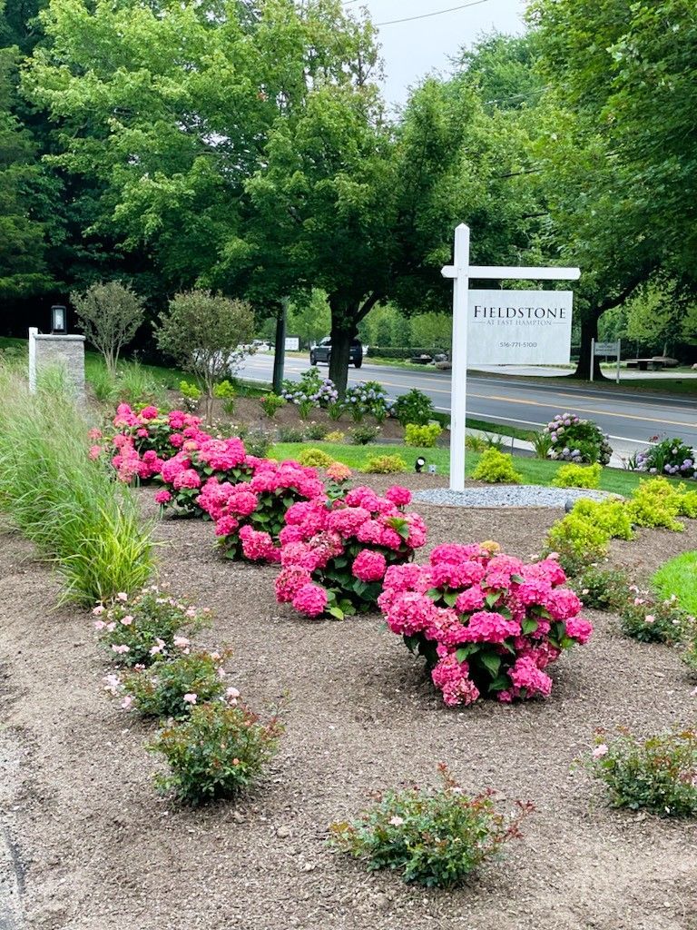 A garden bed with bright pink hydrangea bushes, a white sign on a post, and lush green trees along a paved road.