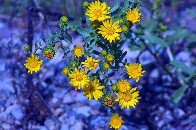 A bunch of yellow flowers on a blue background