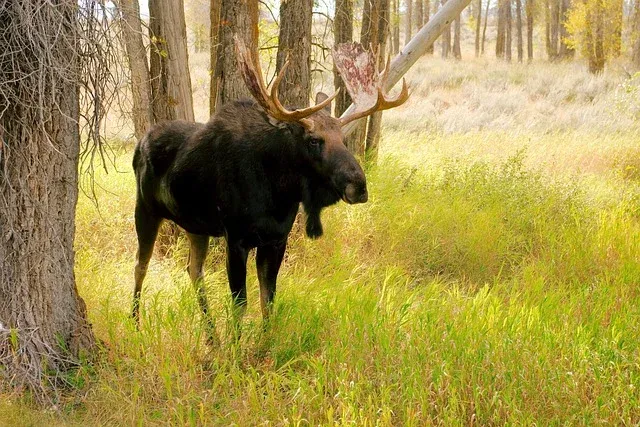 A moose standing next to a tree in a field.
