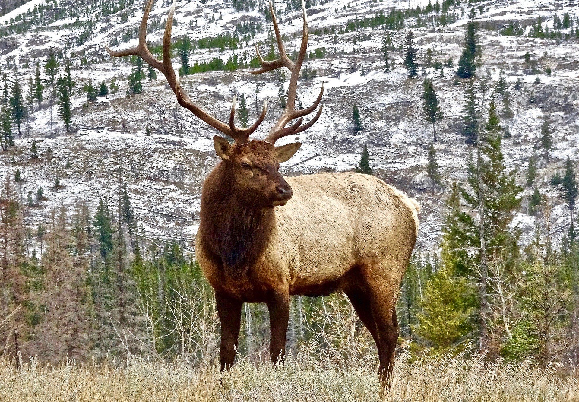 A large elk standing in a field with trees in the background.