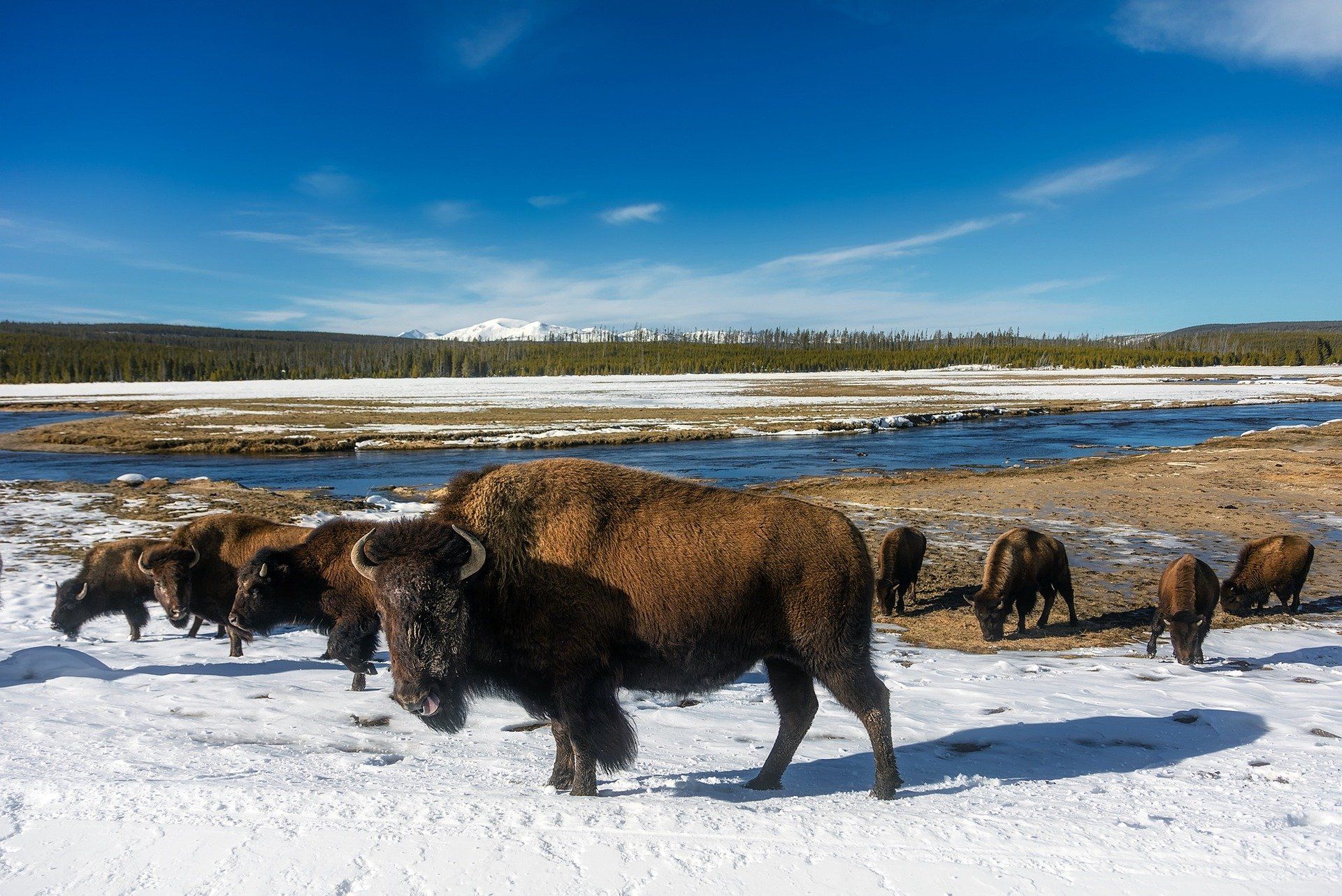 A herd of bison standing in the snow near a river.