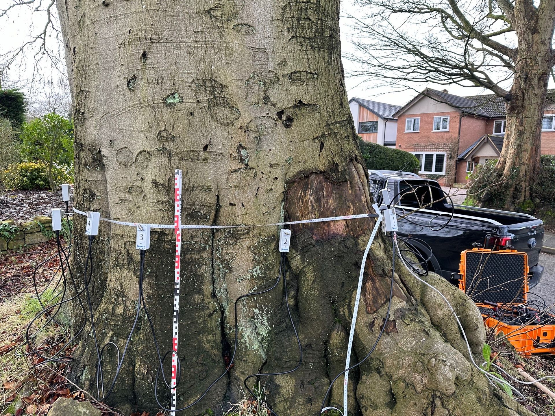 Tree Decay Detection Advanced Tree Inspections