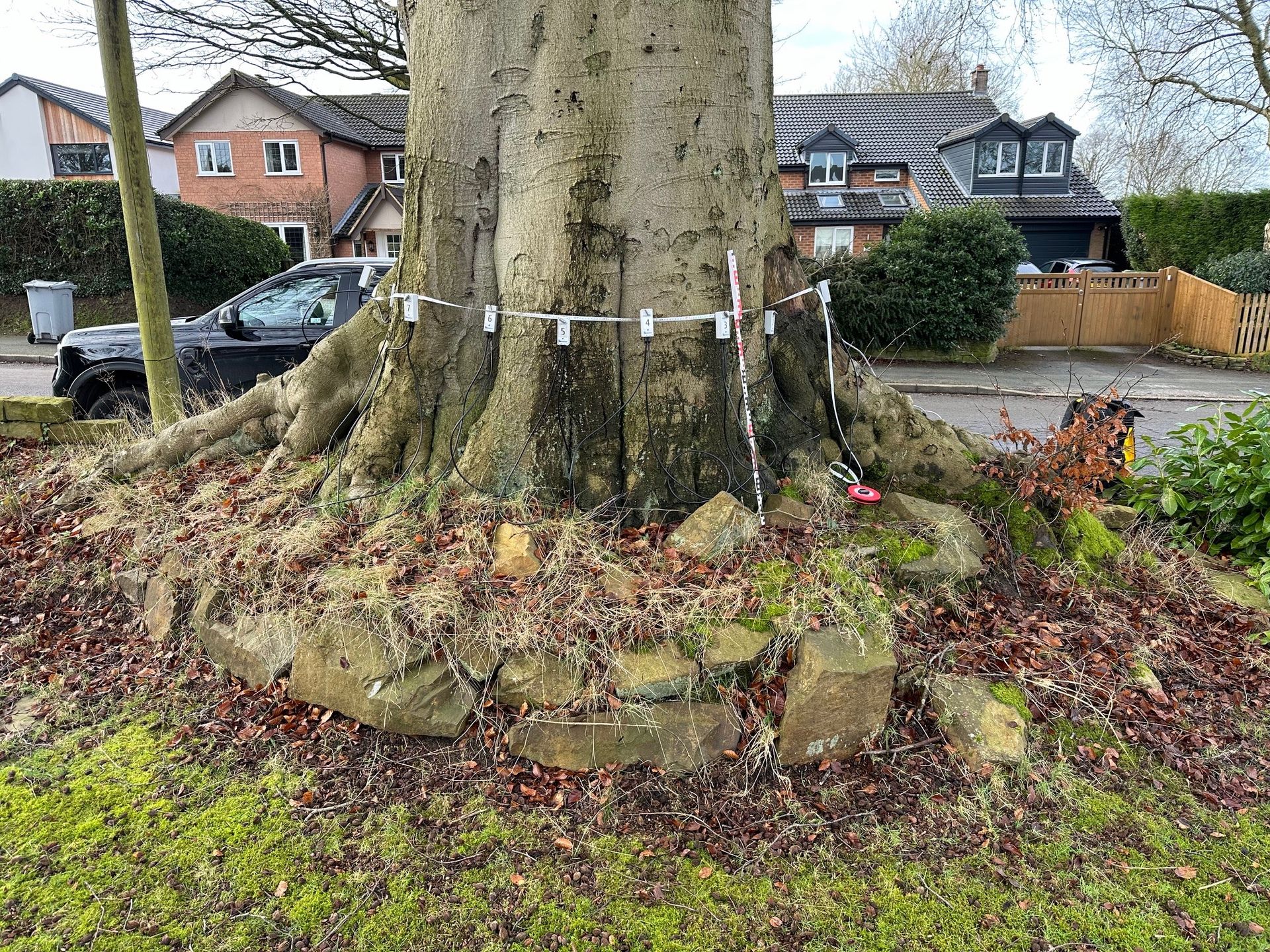 Tree Decay Detection Advanced Tree Inspections