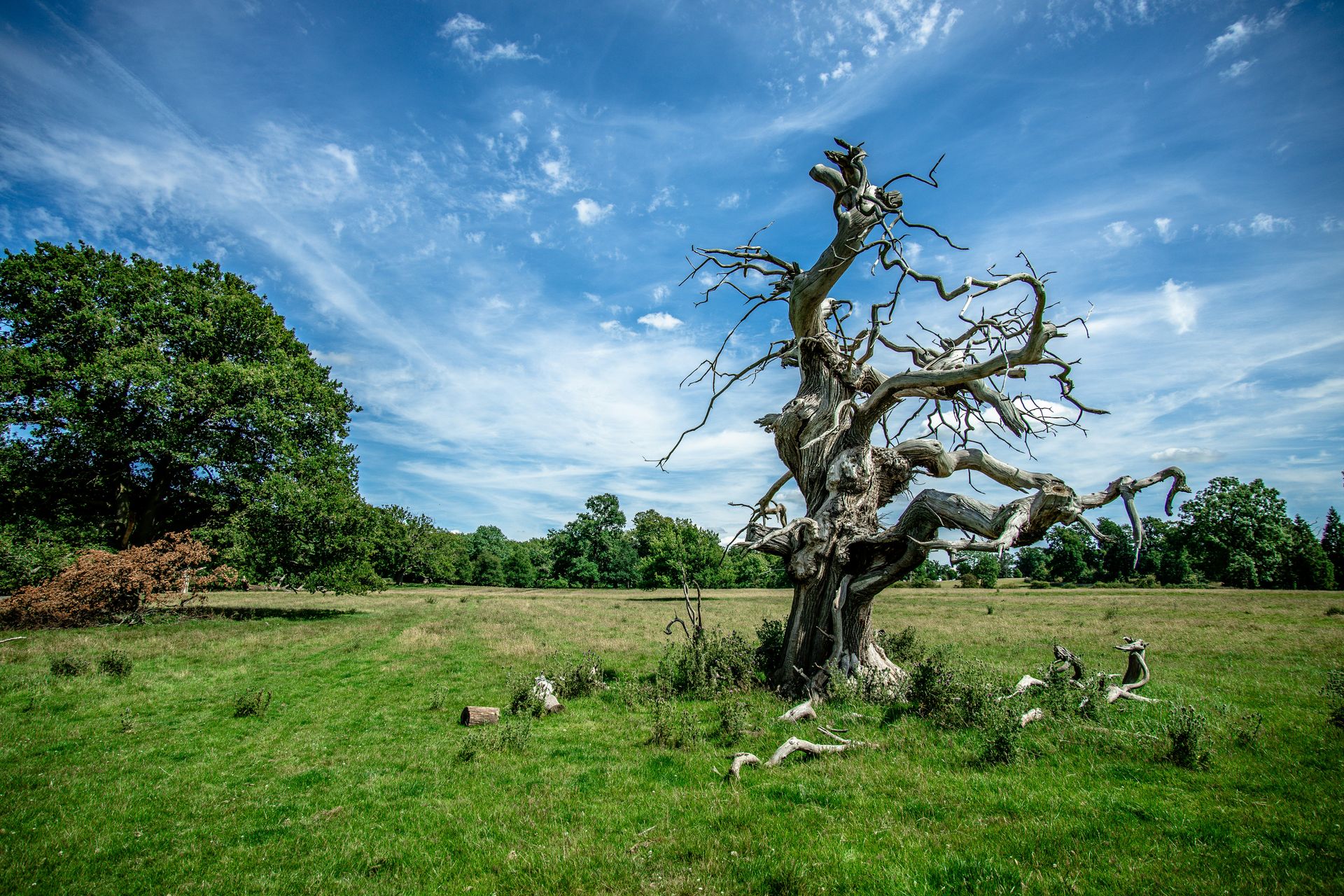 Sustainable Tree Care
