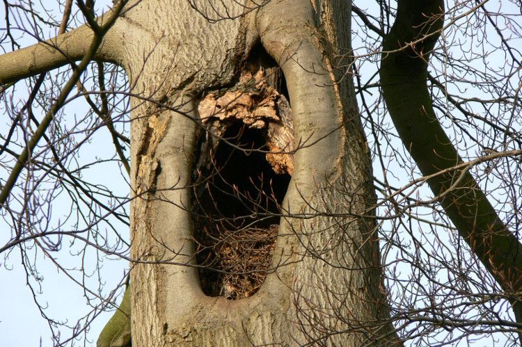 Tree Decay