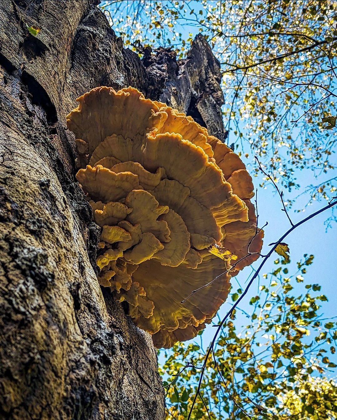 Sustainable Tree Care