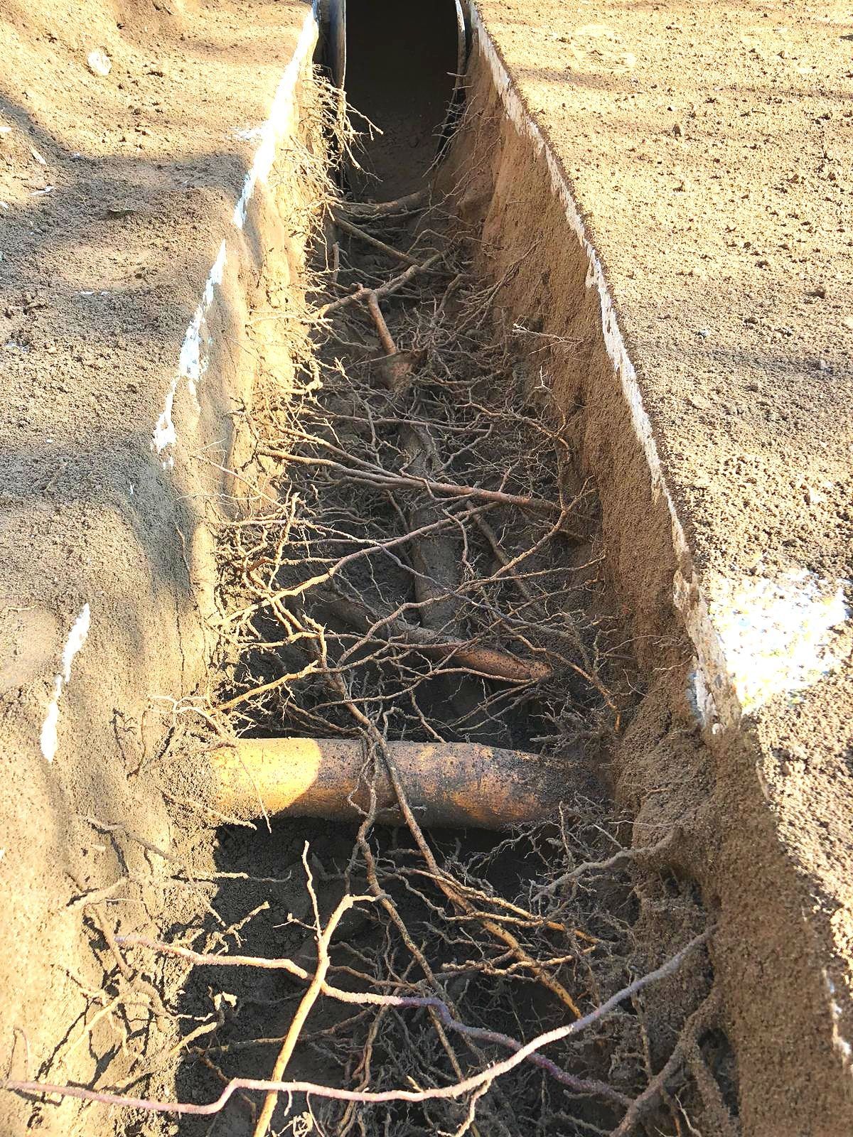 Installation of Services Near Trees