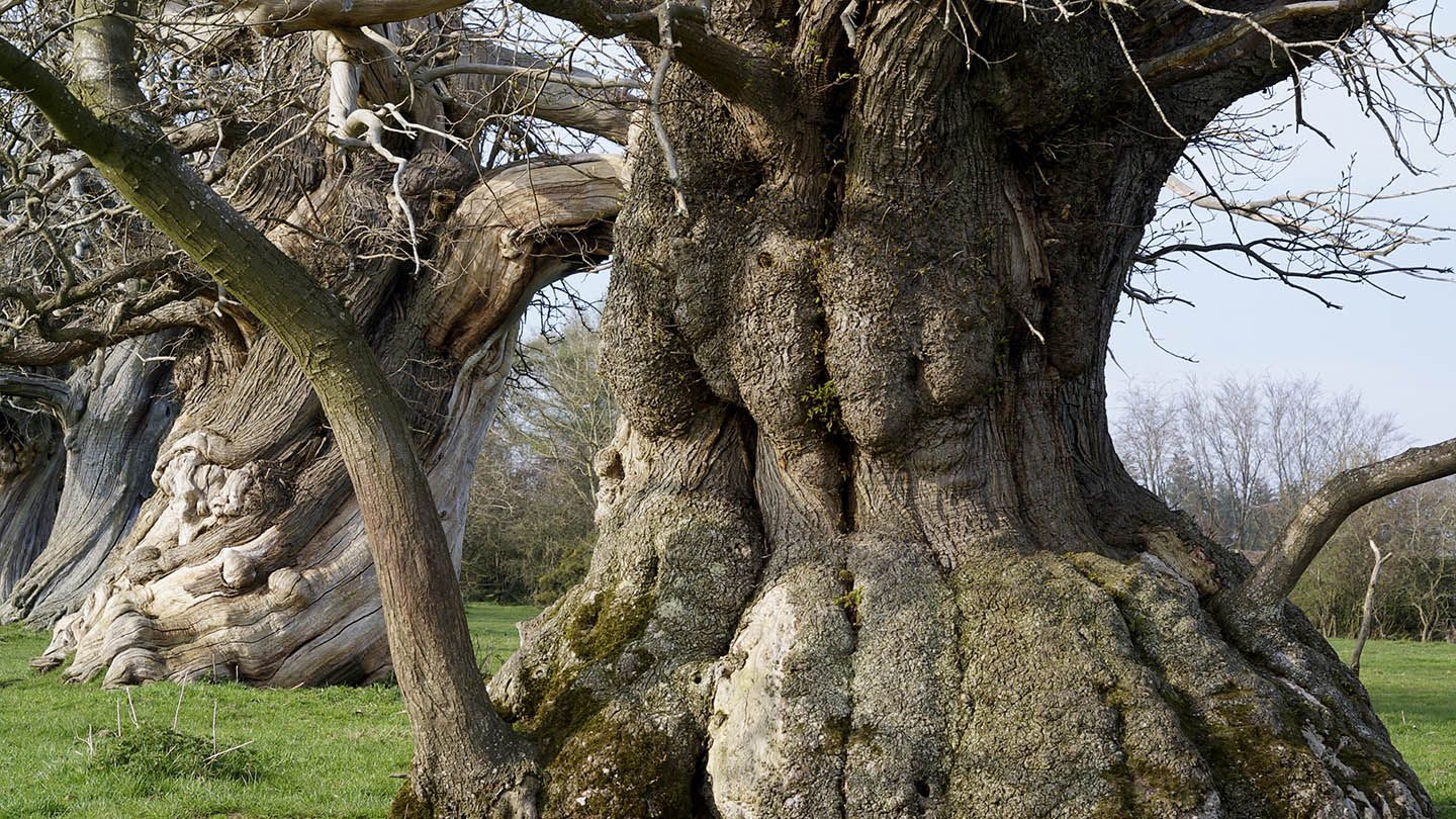 veteran trees