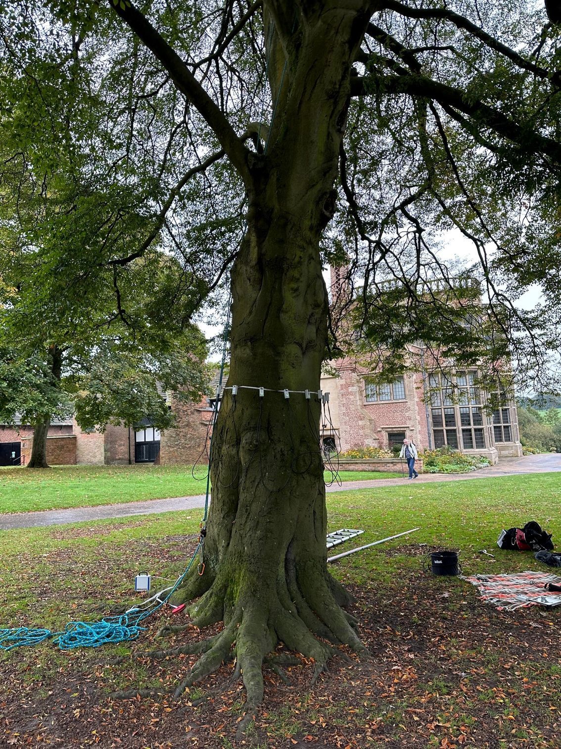 Tree scan