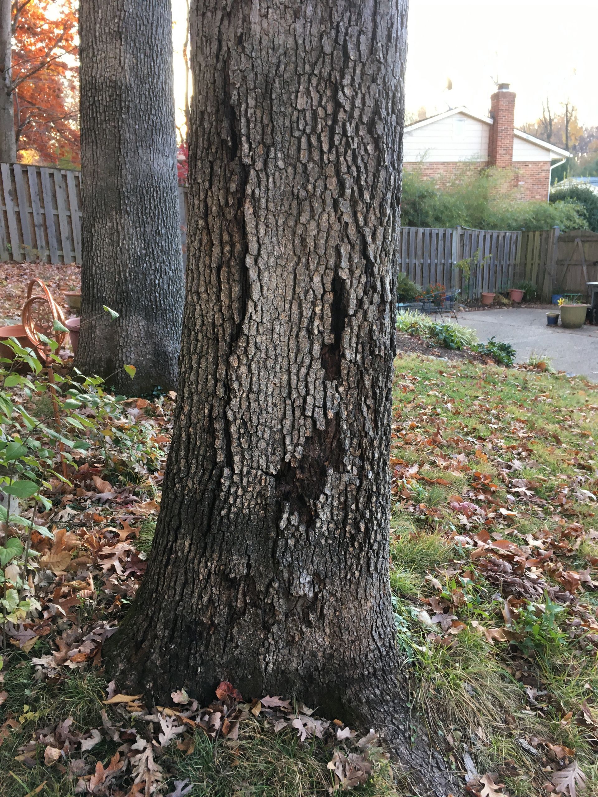 Loose bark