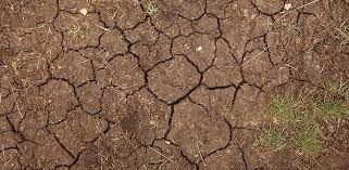 Tree Roots & Ground Compaction