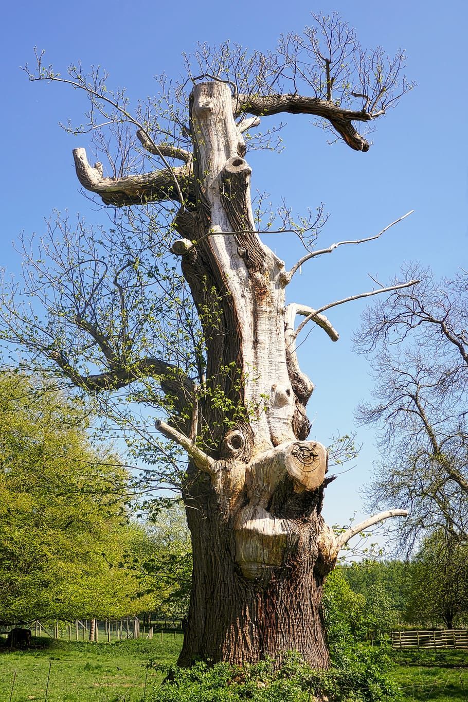 Dead branches