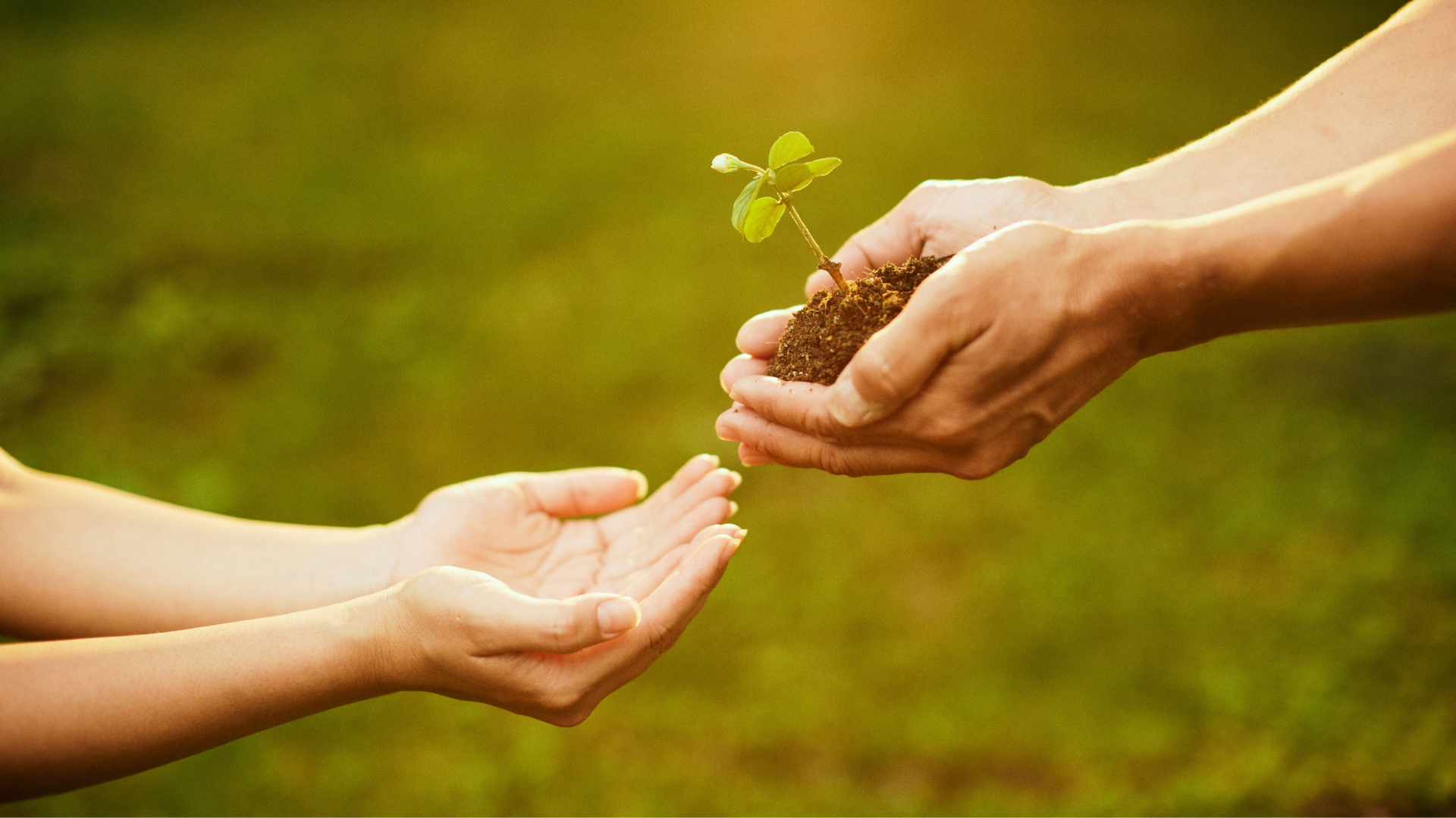 Two hands exchanging a small plant seedling over a blurred green background