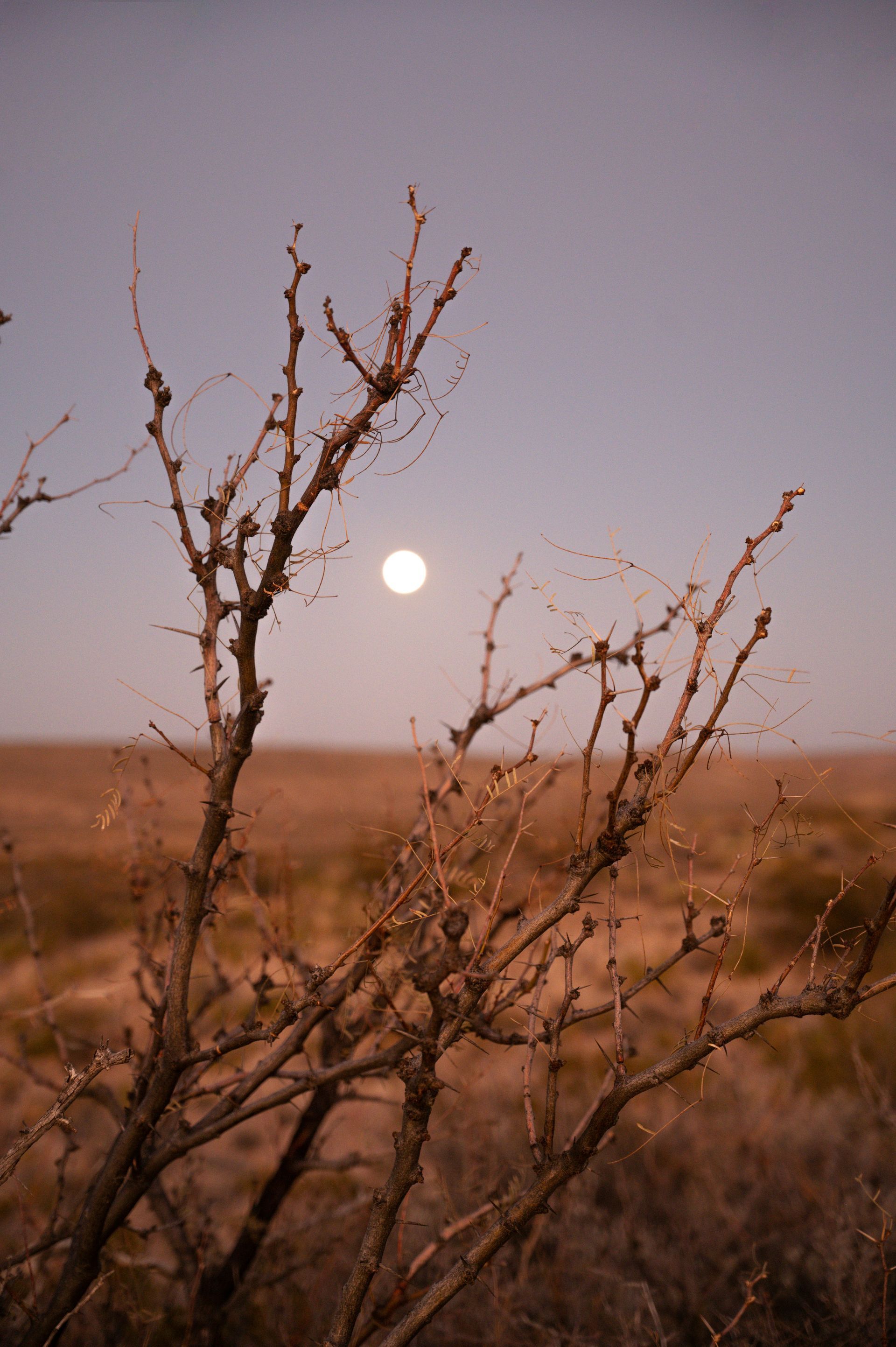 The moon is visible through the branches of a tree in the desert.
