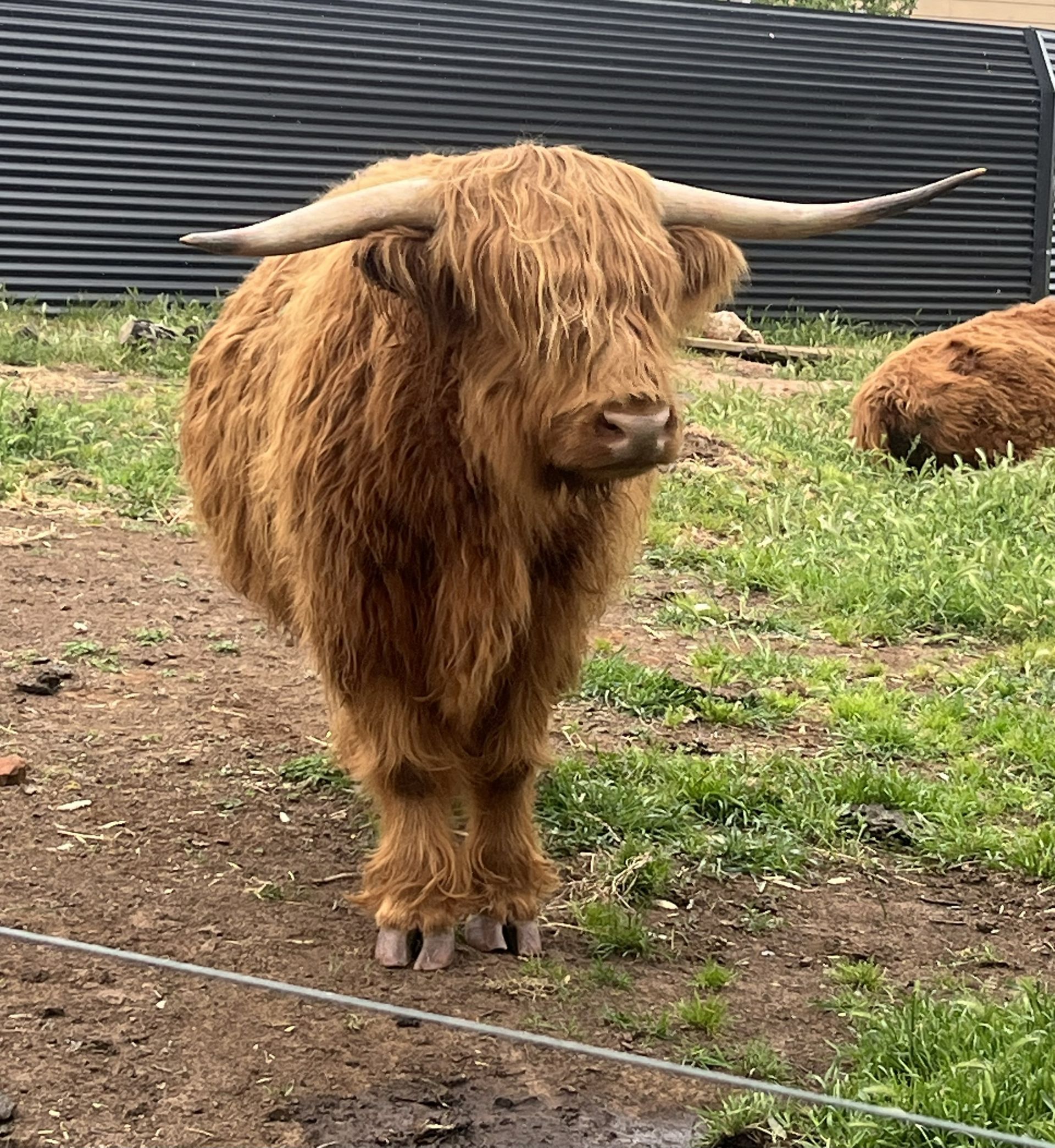 A shaggy brown Highland cow with long horns stands in a grassy pen.
