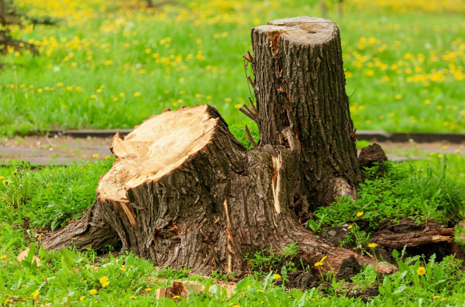 Stump removal