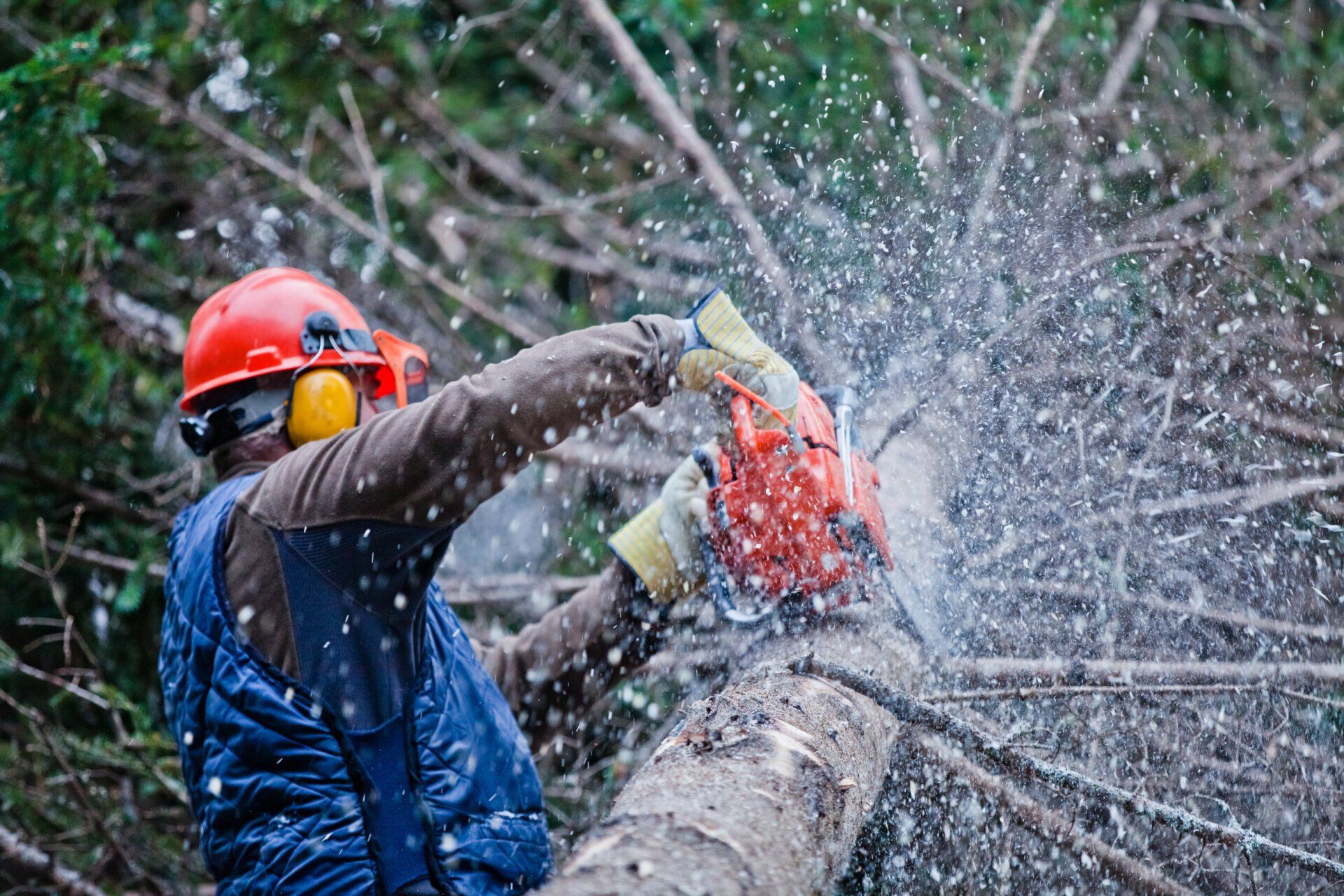 Tree Trimming