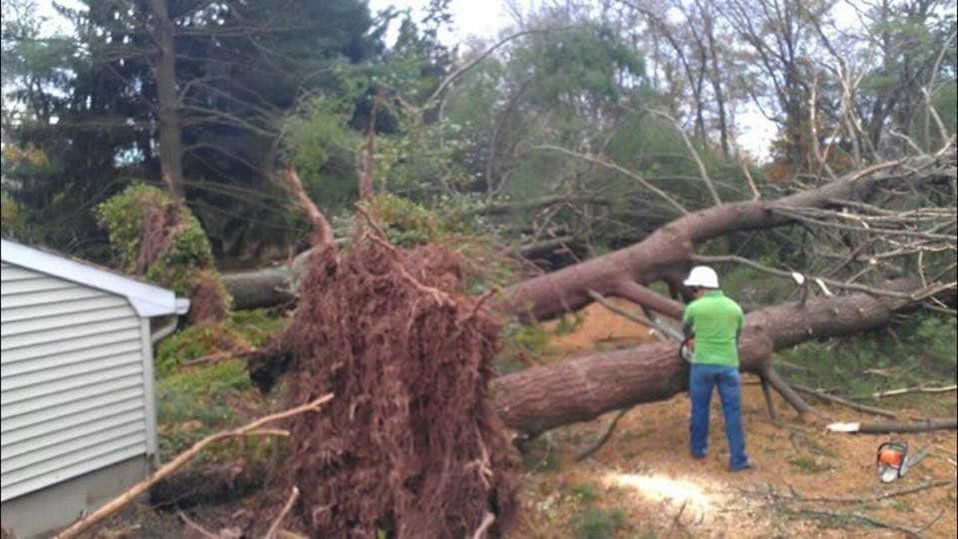 Tree roots