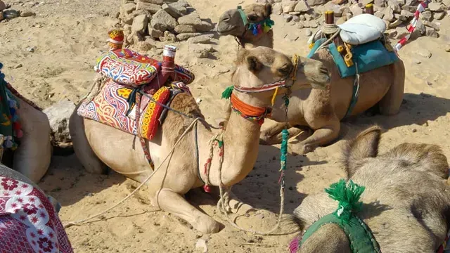 Two decorated camels resting on sand in a rocky desert setting, with colorful saddles and harnesses.