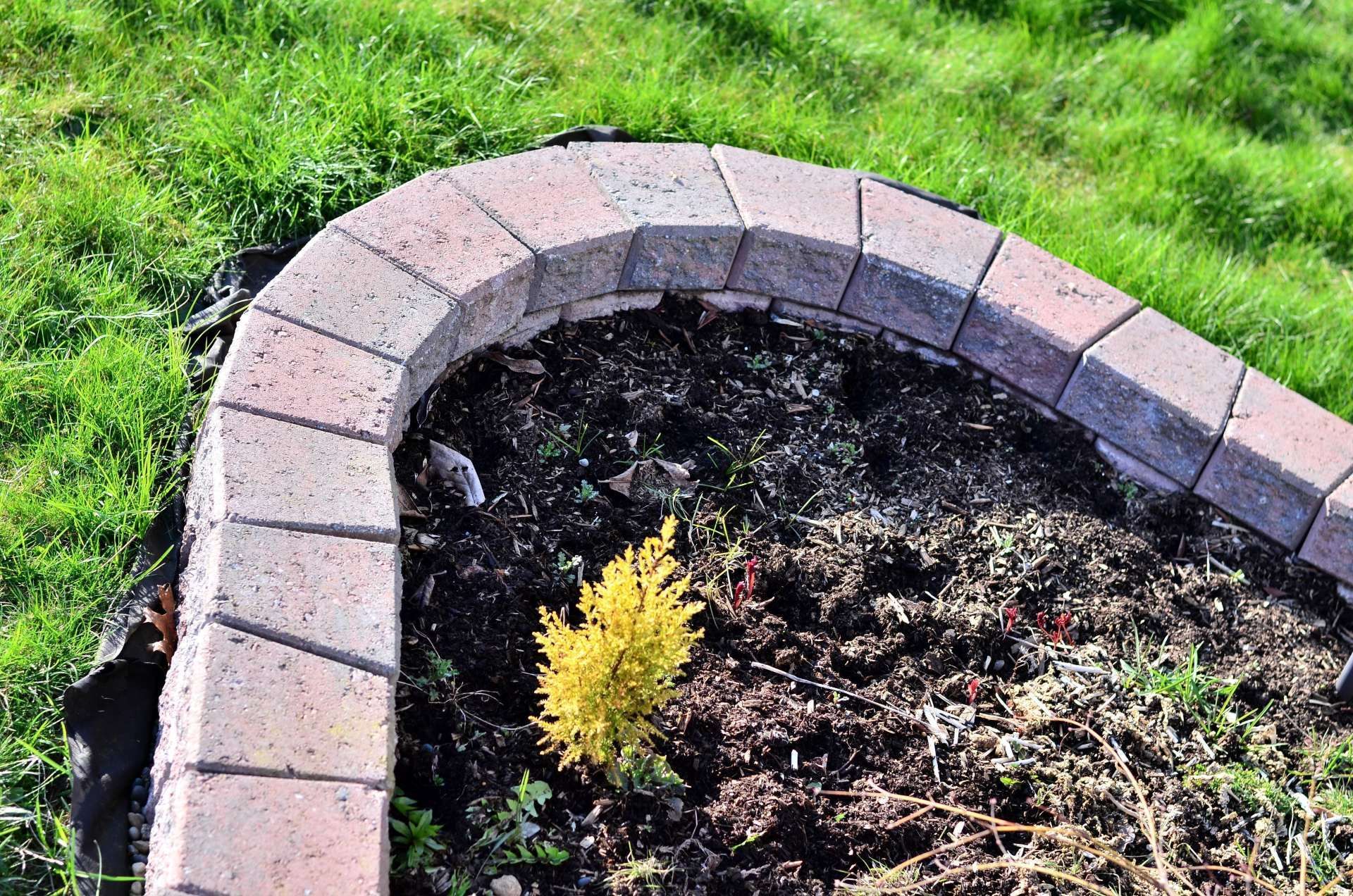 Curved brick garden border around a dark mulch bed with a small yellow shrub and green grass