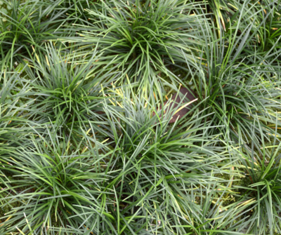 Barba de serpente para jardinagem