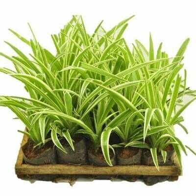 Clorofito sombra para jardinagem