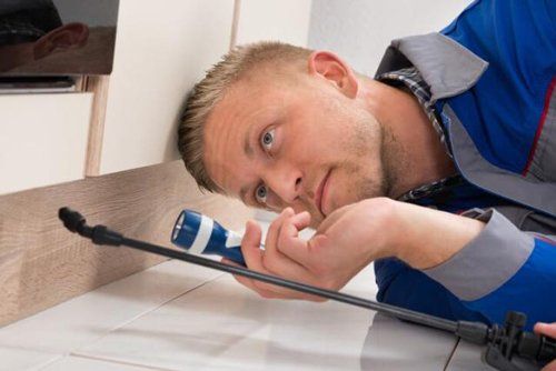 An Expert Performing Professional Pest Control Services — Newnan, GA — Carroll Exterminating Company An Expert Performing Professional Pest Control Services — Newnan, GA — Carroll Exterminating Company