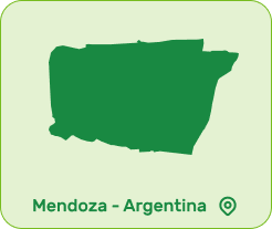 produção Pêssego produção Pêssego