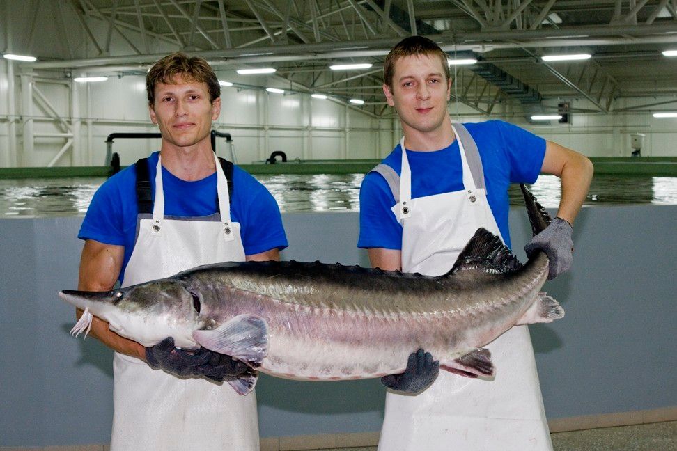 Aquatir Sturgeon Fish Farm Complex, in Tiraspol