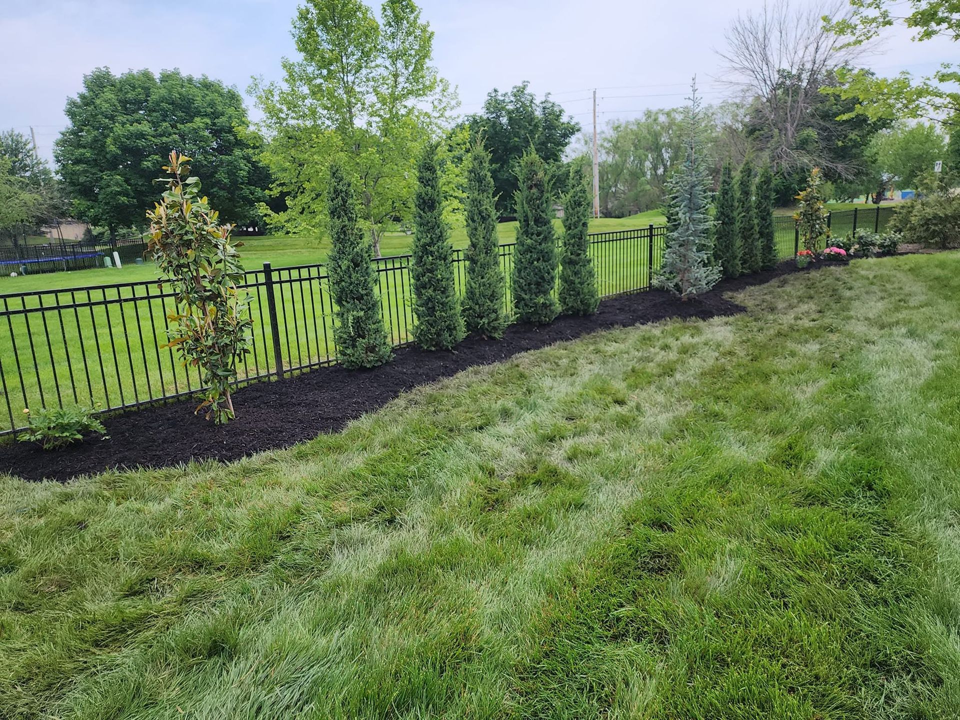 Backyard fence lined with young evergreen shrubs beside a green lawn